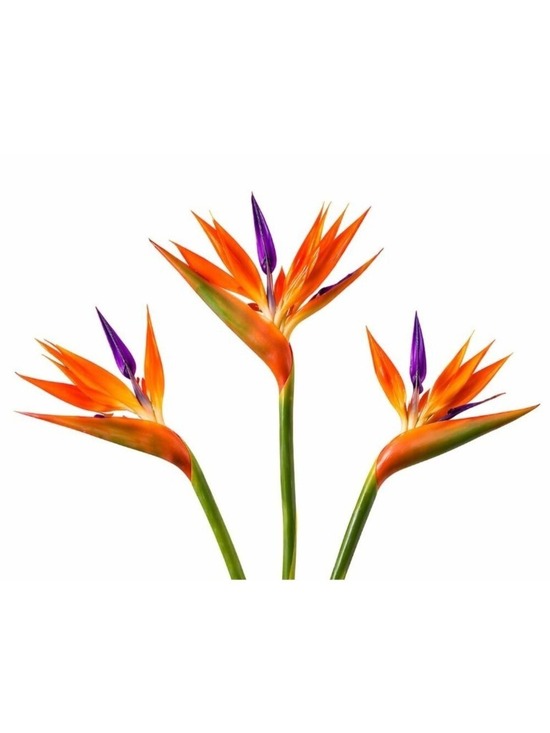 Flower Barn Other - Artificial Bird of Paradise Flowers Realistic Strelitzia 3 Stem Bundle
